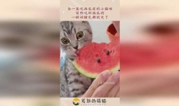 多肉小野猫免费吃瓜,揭秘植物界的甜蜜诱惑
