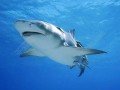 狂野鲛鲨最新爆料图片,神秘海洋生物惊现深海秘境